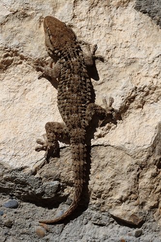 Salamanquesas 🦎 Dragonet Saltorrostros 🦎 Aldabón 🦎 Esgarrarropas 🦎 Perenquenes  🦎

Distintos nombres para un mismo especialista en eliminar 🐜🕷. 

Ni escupen, ni muerden, ni son venenosas, ni molestan, respetemos a una especie que cumple una función ecológica. #SEPRONA