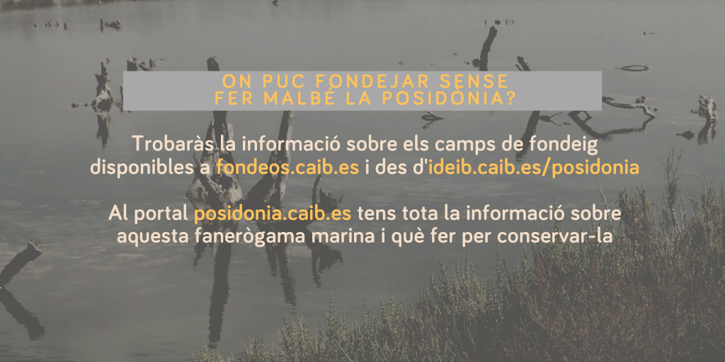 piacaib's tweet photo. 🌱 Conservar la posidònia és una tasca compartida. Per saber on fondejar sense fer-la malbé, llegiu el #PIAFAQs d'aquesta setmana! https://t.co/Sc3LH8qqgh