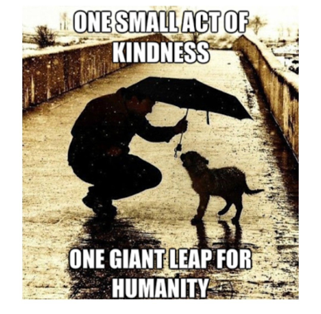 It is so easy to commit to small acts of kindness, especially towards animals. Did you know small acts of kindness increase energy, happiness, and even lifespan? Research from Dartmouth reports shows that these small acts are so beneficial for our health!