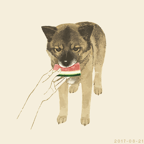 dog food watermelon holding food simple background animal focus fruit  illustration images