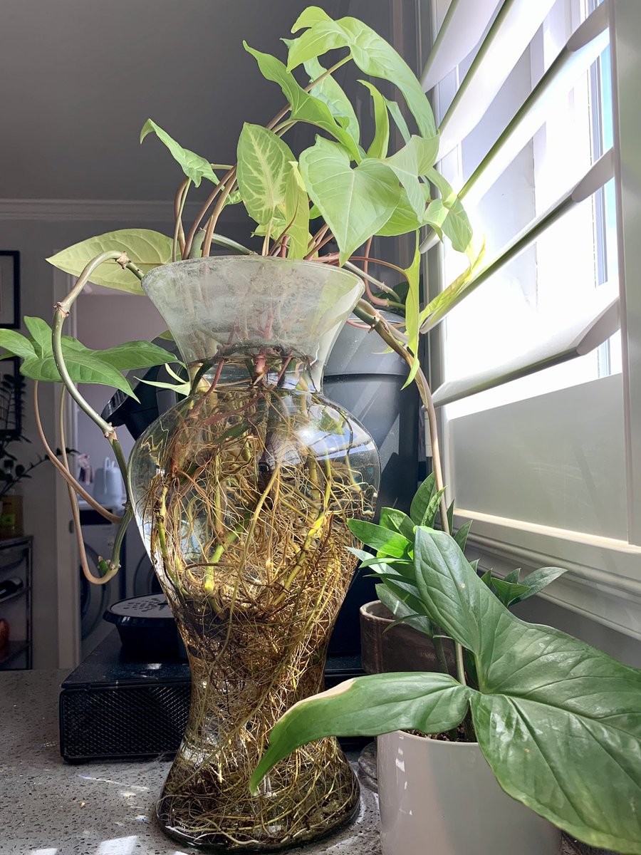 I often remind myself I’m basically a house plant with more complicated emotions. Remember to drink water, reach for the light, and that growth is a daily journey.