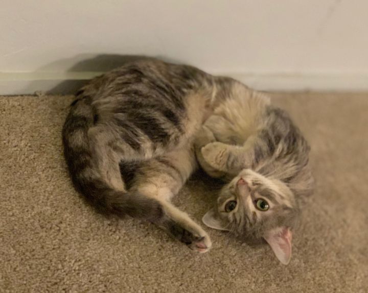 This sweet gal is 1.5 years old and loves to spend her days hanging out in bed or in front of computer monitors (is she secretly human?!). She has never scratched or nipped her foster family. Lil Mama is a crowd pleaser - she gets along with cats, dogs, and gentle children!