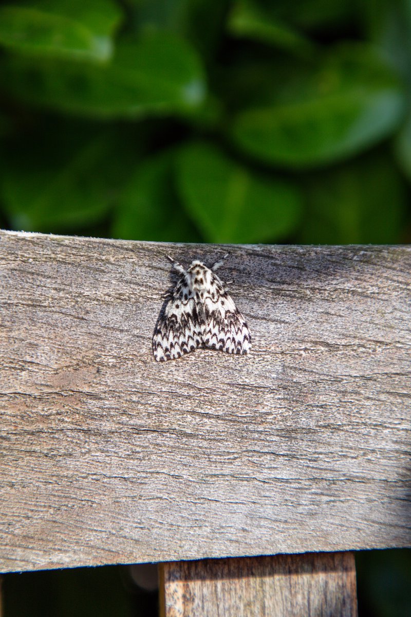 jsutt32's tweet image. This chap was resting on a pub bench.  I'm no #moth expert and would love some help to identify this fine creature.  @WorcsWT @HerefordshireWT @WildlifeTrusts @wildlife_uk @BritishMoths #WORCESTERSHIRE