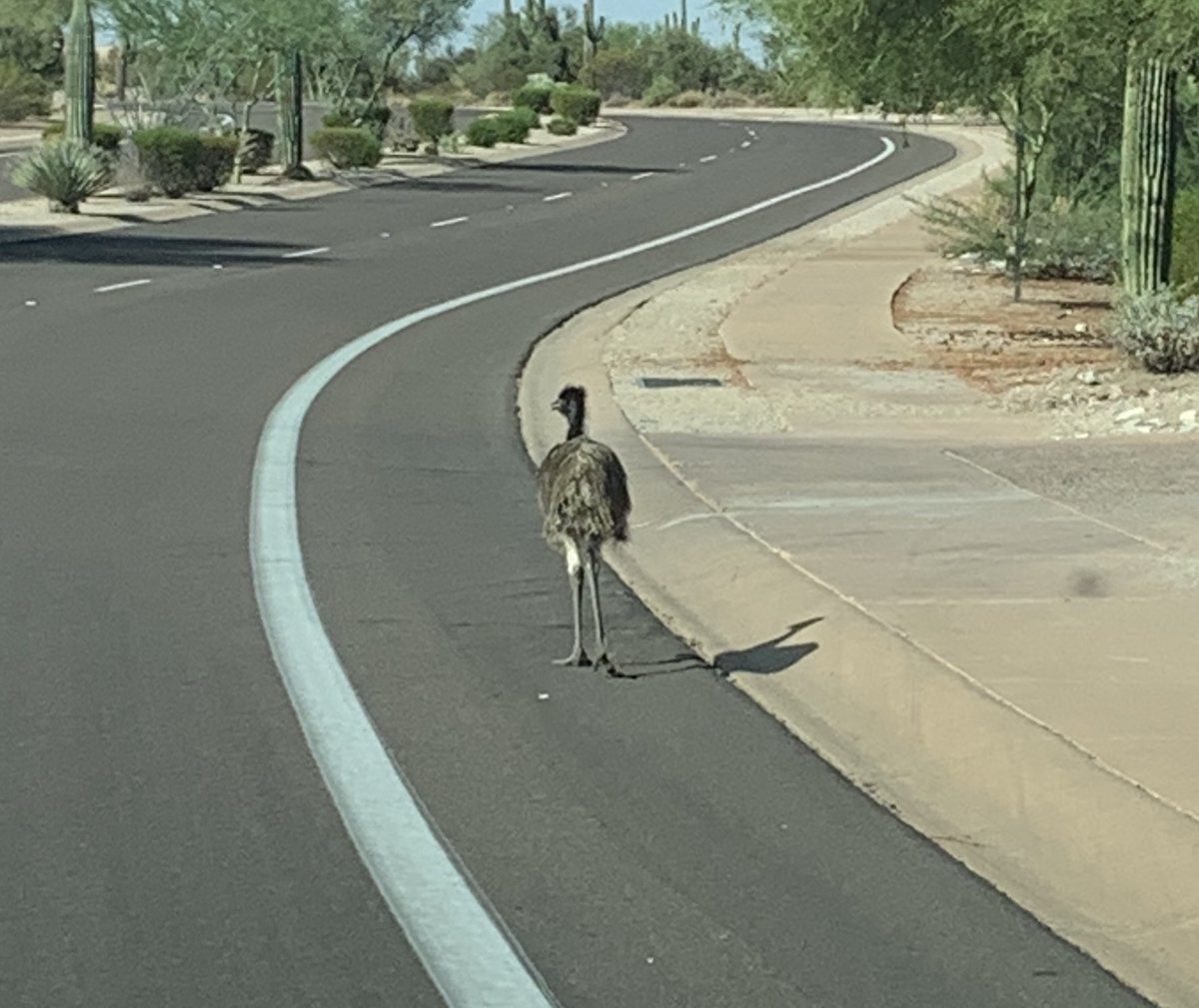 ScottsdalePD's tweet photo. Anyone missing an Emu? Officers from our Foothills District (D4) captured an Emu this morning walking in the area of Legend Trail Pkwy &amp; Roadrunner. Please call our non-emergency number at 480-312-5000 if you have lost your bird or you know where this animal belongs. https://t.co/MSF91rY6Ld