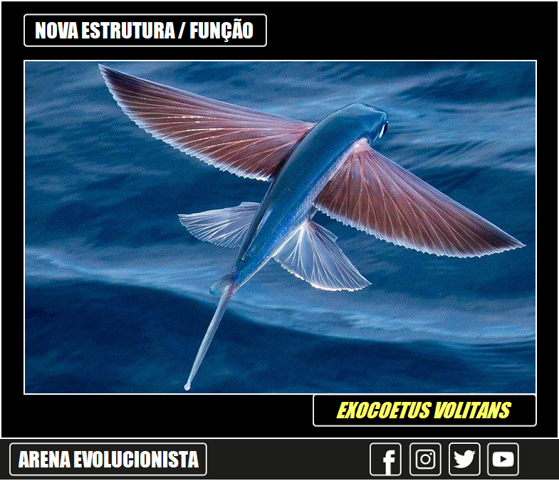 AEvolucionista's tweet photo. #NovosAparatos:
A #evolução constrói novas estruturas à partir do que já se têm (novo no sentido de "com um formato diferente ou com uma função não realizada antes"). Um exemplo são as asas dos peixes do grupo Exocoetidae, que são nadadeiras #modificadas, que os permitem planar. https://t.co/zXf82PogHb