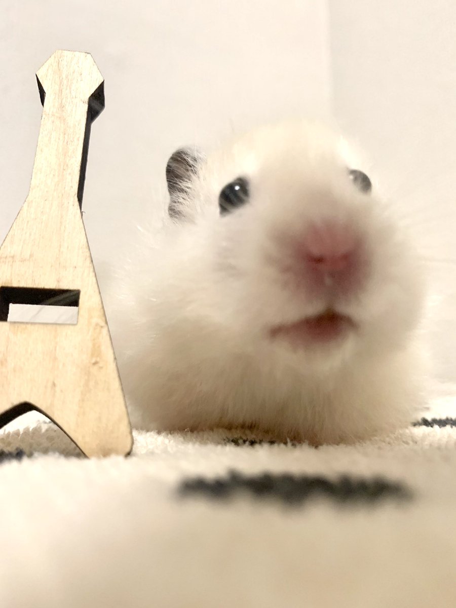 pasha_hamster's tweet photo. ハムスターはかなり効くよ

 #医学的根拠はないがコロナに効くもの https://t.co/9Tl1FutoBa