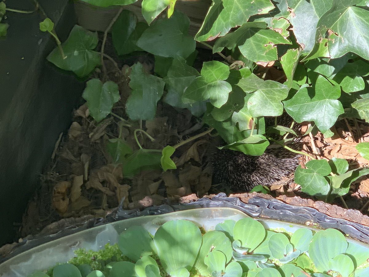 Een egel in de tuin.😍