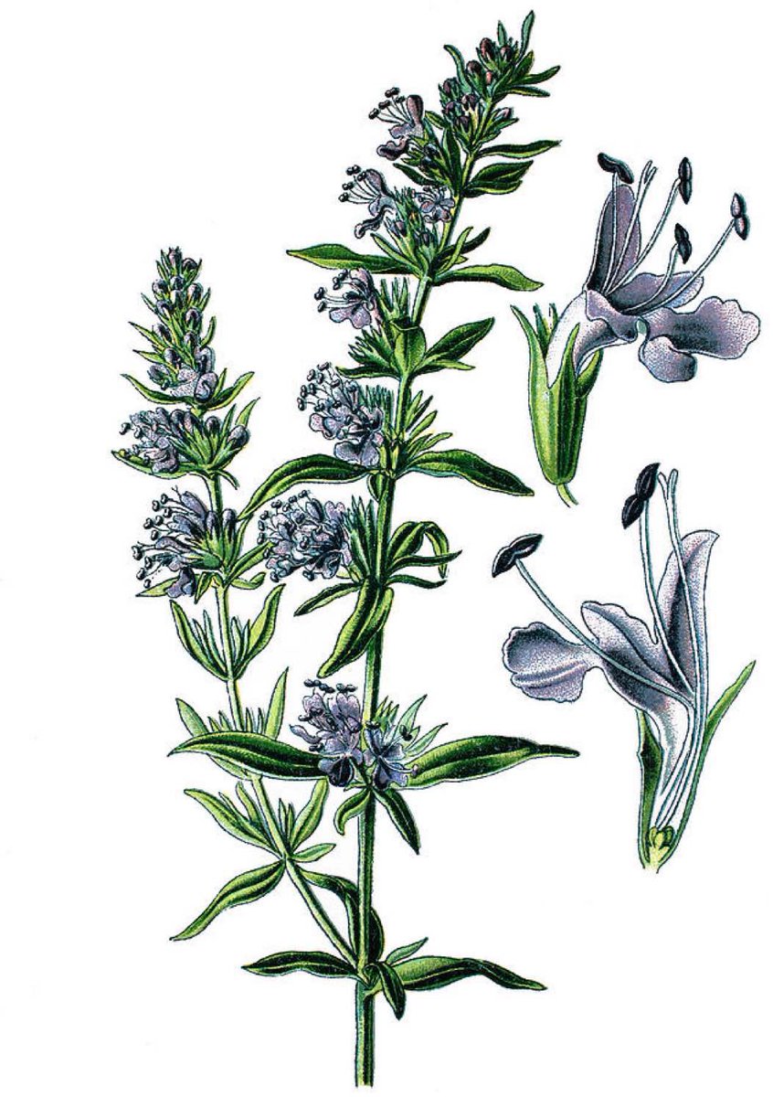 Today on Patreon, we discuss why Hyssop is a great herb for digestion. I’ll try to keep this post as short as possible, because I know I tend to ramble, .