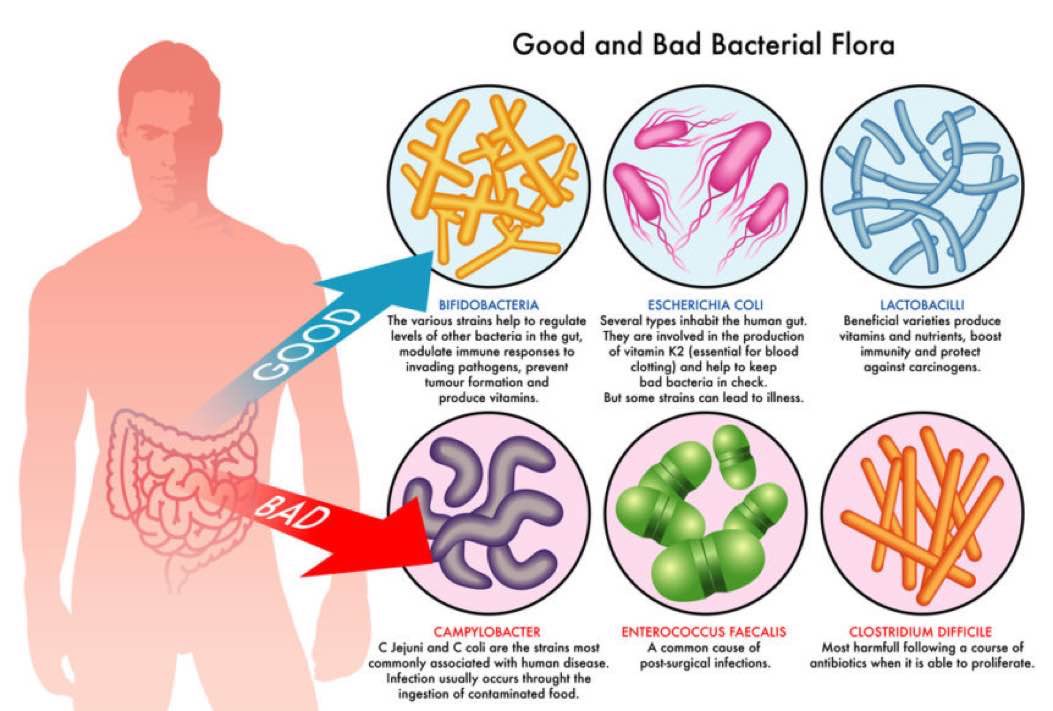 We have what’s called, “gut flora”, or “good bacteria” in our intestines. These flora destroy harmful bacteria & other microorganisms. When the gut flora contains too many harmful bacteria & not enough friendly bacteria, an imbalance can occur.