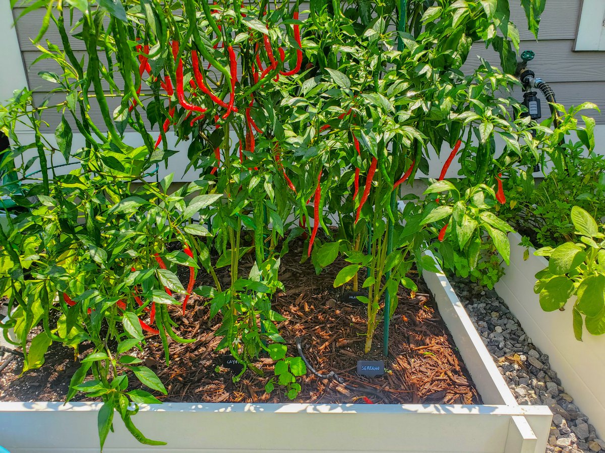 So... it might be time to harvest some chilli peppers 