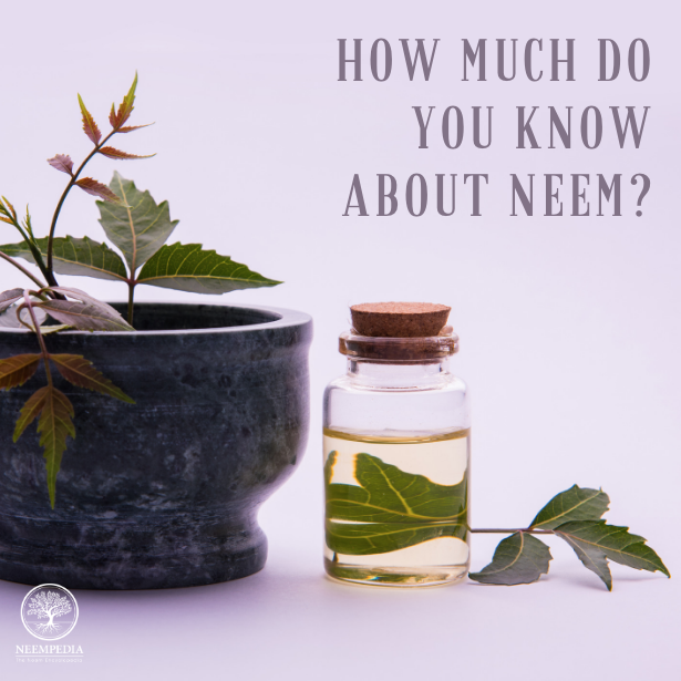 Neempedia's tweet photo. Neem leaves, botanically classified as Azadirachta indica, grow on a tree that belongs to the mahogany family. The word neem originated from the Sanskrit word, nimba, which means good health. ✨  Visit https://t.co/elwzRqqtmc for more information about this amazing tree! 🌿 https://t.co/6FDZDK1CqI