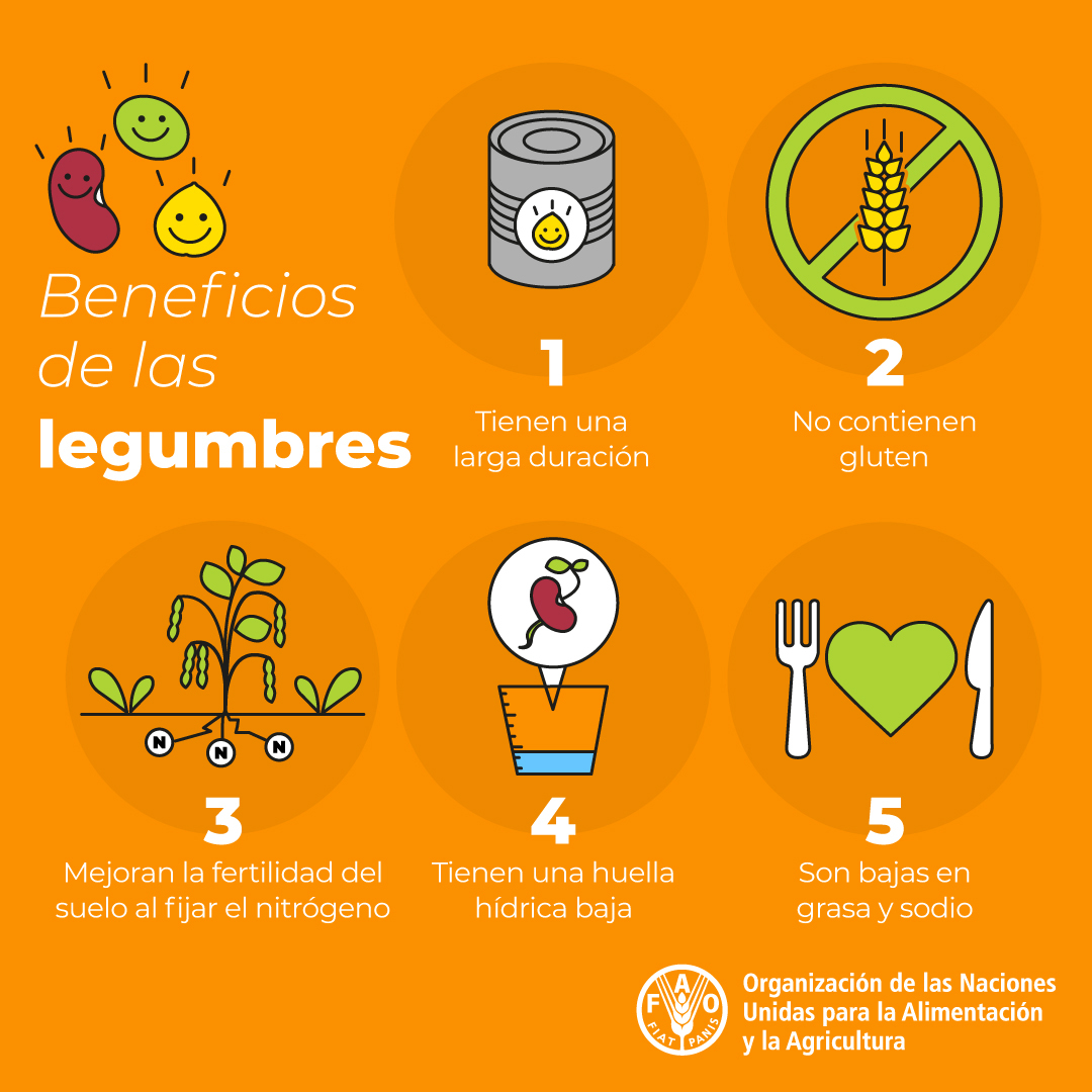 FAOAmericas's tweet photo. #FAODATO

¿Conoces los beneficios de las #Legumbres?

✅ Larga duración

🚫 No contienen gluten

🌱 Fijan nitrógeno en el suelo mejorando la fertilidad

💧 Tienen una huella hídrica baja 

🍽️ Bajas en grasa y sodio

Las legumbres son un #Superalimento, inclúyelas en tu dieta. https://t.co/kYCbU3OffY