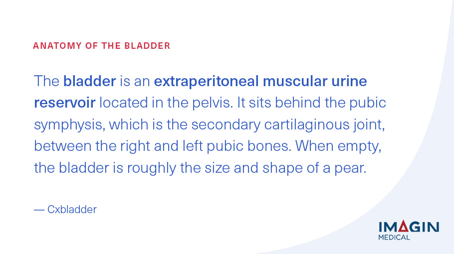 ImaginMedical's tweet photo. The #bladder is an extraperitoneal muscular #urine reservoir located in the pelvis. It sits behind the pubic symphysis, which is the secondary cartilaginous joint, between the right and left pubic bones.

Learn more about the bladder’s anatomy here: https://t.co/IThPFacX0X https://t.co/BO1jiP0raX
