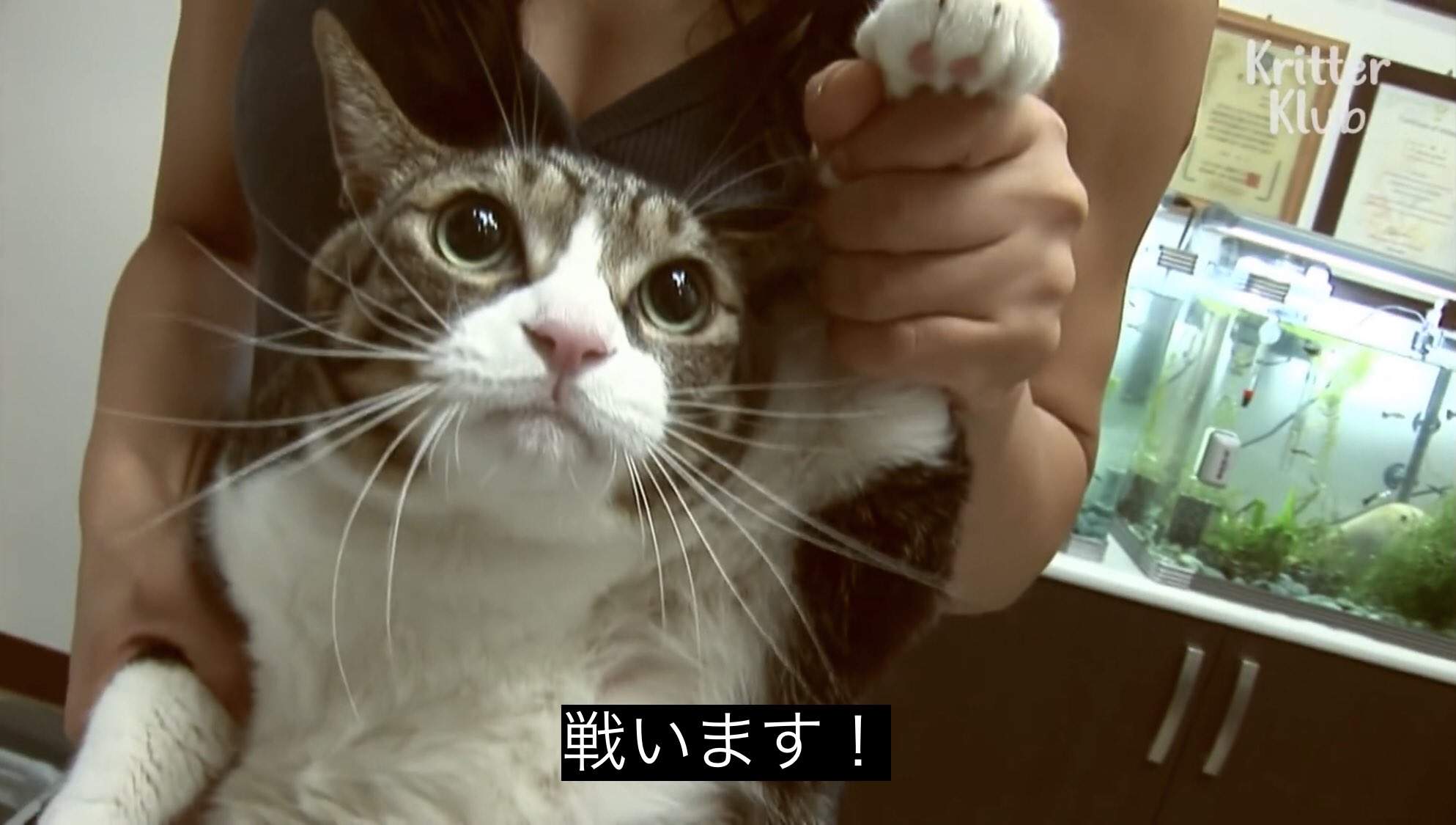 どうぶつ動画字幕bot 戦います T Co Scpggr6yjt Twitter