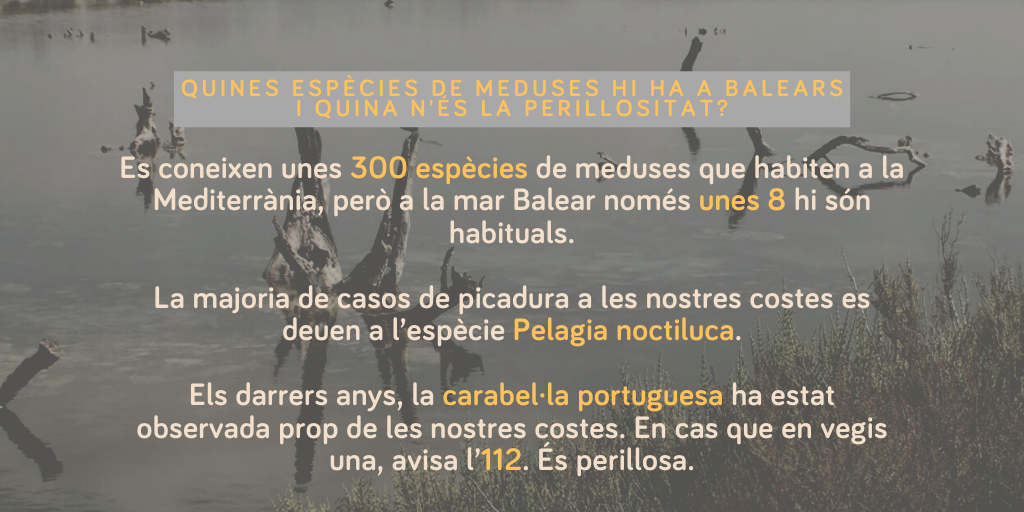 piacaib's tweet photo. 🌊 Sabríeu dir, abans de mirar el #PIAFAQs d'aquesta setmana, quantes espècies de medusa hi a la mar balear? Quina és la que més us heu trobat? https://t.co/zXDXrQNyQb