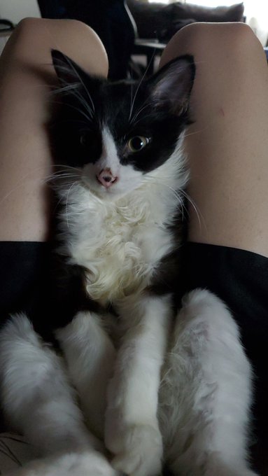 Cats and thigh https://t.co/B5pPFmTZAn