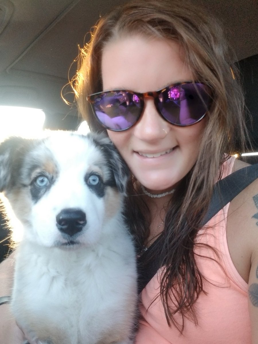 chelseaaakate's tweet photo. ugh like just look at his little face. I LOVE HIM SO MUCH 💕 #aussie #miniaussie #australianshepard #love #finn https://t.co/PZ1fJOxAEo