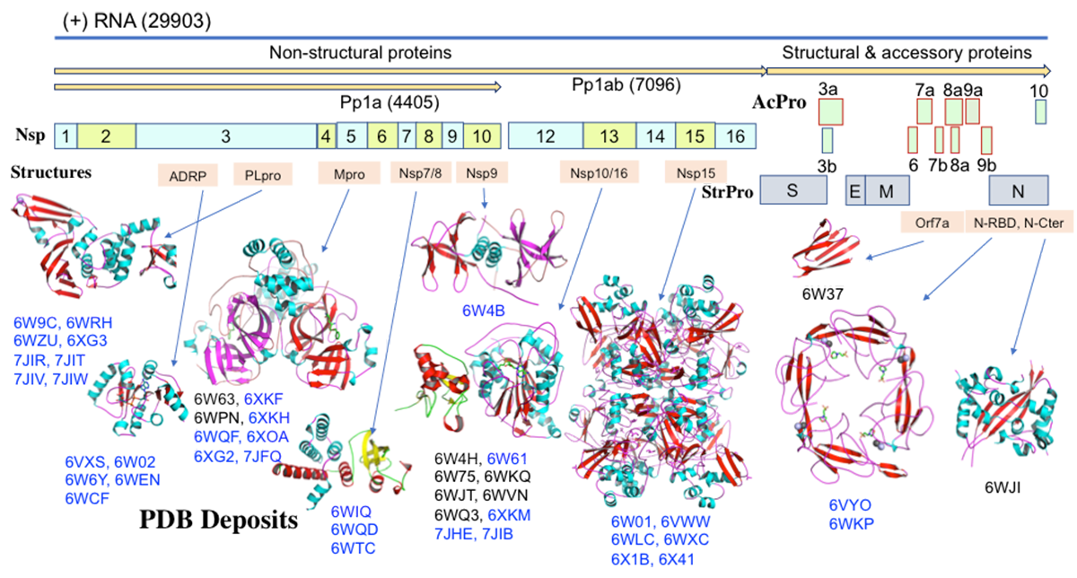 garagao's tweet photo. Structural biology of SARS-CoV-2 proteins
#structuralbiology #crystallography #SARSCoV2 #biochemistry #understanding #notjuststatistics
https://t.co/buS27kJz9i https://t.co/SJSe62enzB