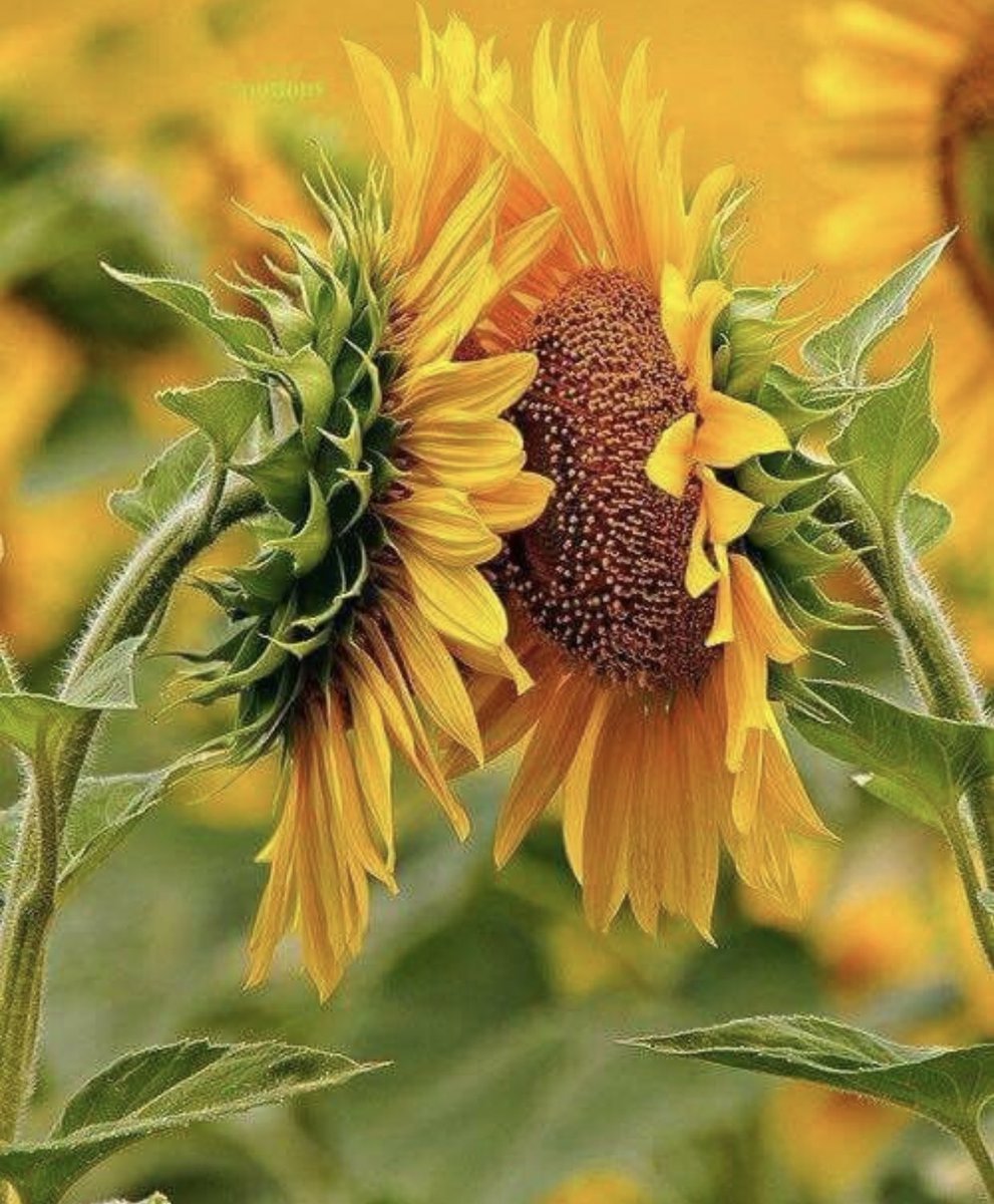 ElenaBiasillo's tweet photo. Los Girasoles buscan la luz del Sol, (todos los sabemos), lo que no sabía es que en días nublados se miran unos a otros, buscando la energía de cada uno.
Es la naturaleza la que nos enseña. Si no tenemos sol todos los días,  nos tenemos el uno al otro. https://t.co/vTxSeDOMMs