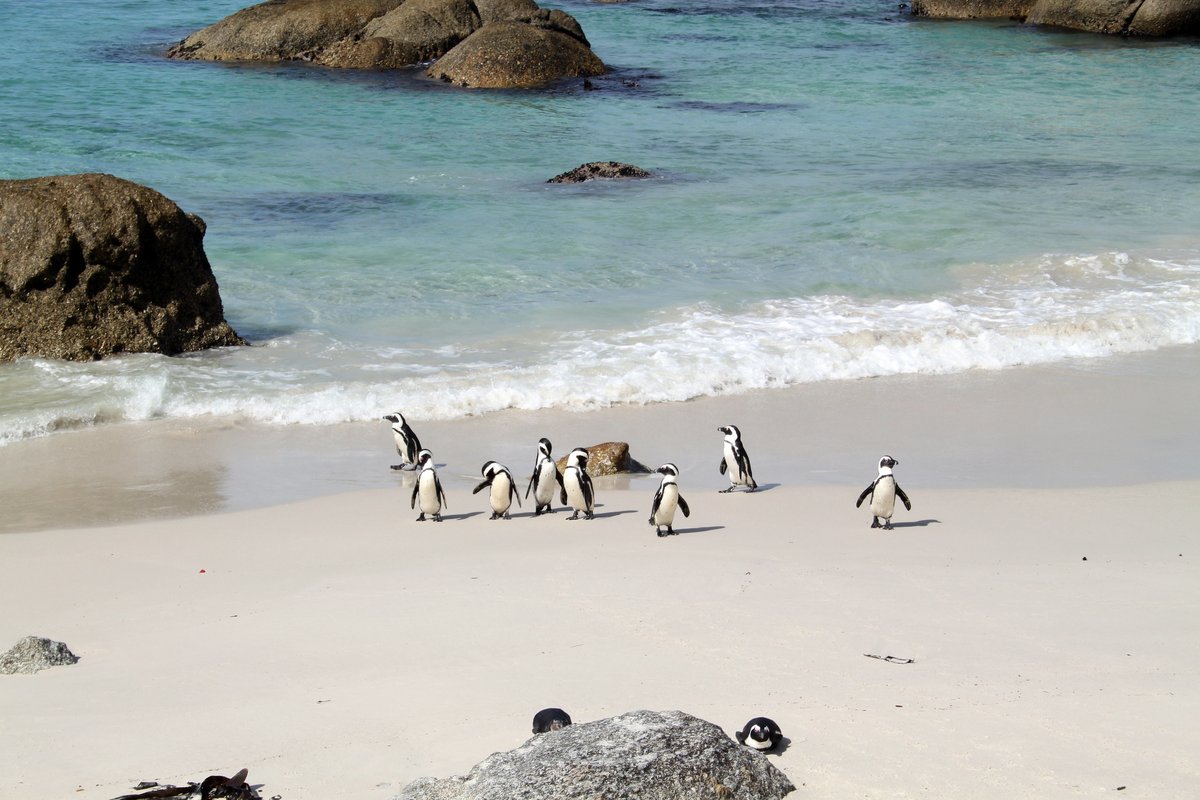 taraturk1's tweet photo. Looking forward to a wonderful #TravelChatSA tomorrow from 7-8pm South African time, where we'll be chatting about South Africa's coastline. Please join in! https://t.co/bOuJbmjOGW