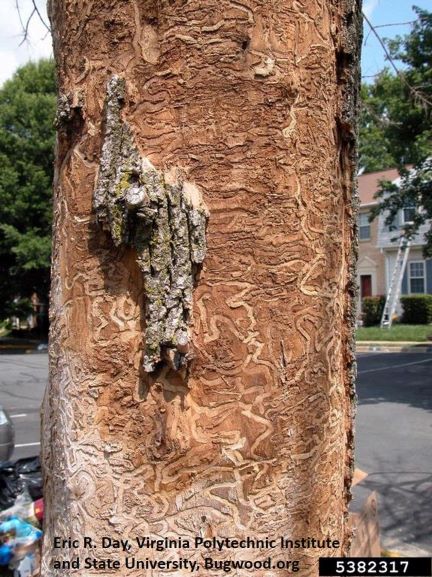 CanadaInvasives's tweet image. #TreeCheckMonth 🌲 has officially begun! 
We are asking Canadians to be a #CDNPlantHero 💪 by inspecting and reporting any suspicious pests🐜, diseases or plants in your backyards &amp;amp; communities!
#Report to @InspectionCan below:

inspection.gc.ca/exporting-food…

#IYPH2020