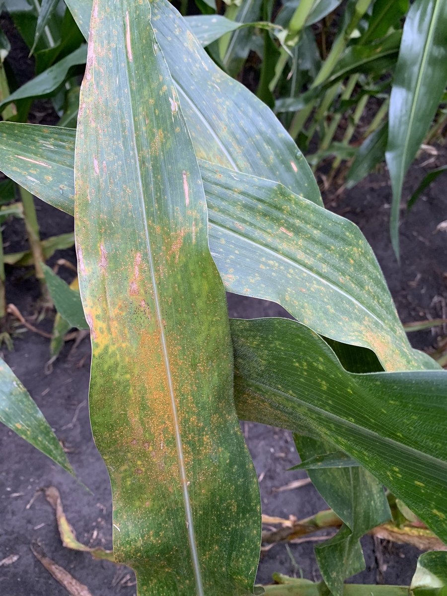 PielRyan's tweet image. Be on the lookout for southern rust. Found this in northern Boone county this morning. Taking samples to Purdue for confirmation. Cooler temps this week will slow it down, but if we get into the 90’s watch out!!