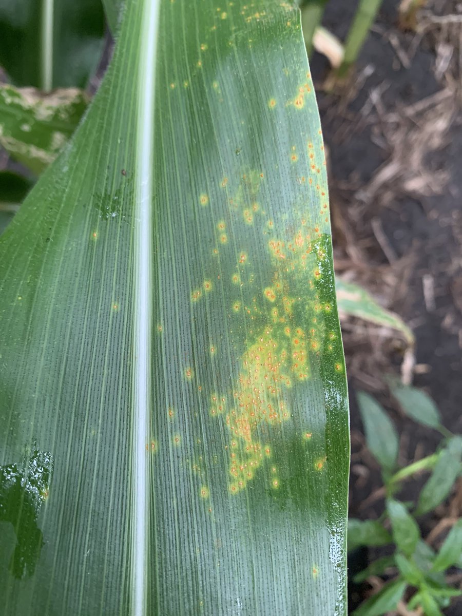 PielRyan's tweet image. Be on the lookout for southern rust. Found this in northern Boone county this morning. Taking samples to Purdue for confirmation. Cooler temps this week will slow it down, but if we get into the 90’s watch out!!
