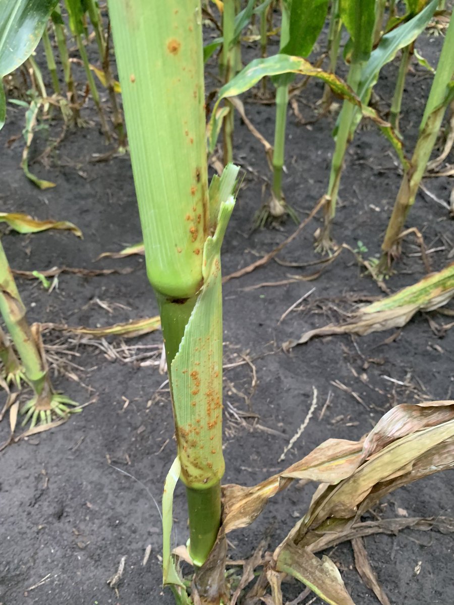 PielRyan's tweet image. Be on the lookout for southern rust. Found this in northern Boone county this morning. Taking samples to Purdue for confirmation. Cooler temps this week will slow it down, but if we get into the 90’s watch out!!