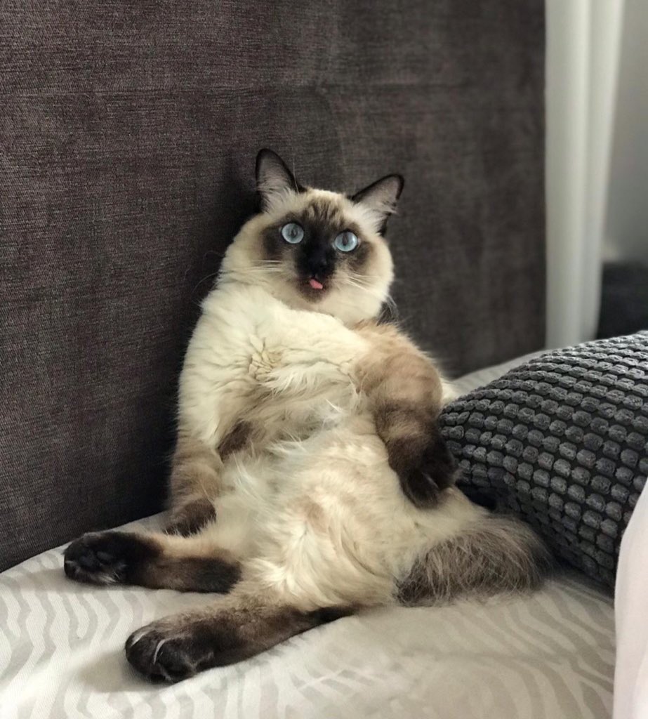 josh_kua's tweet photo. 2020 feels @catsofinstagram IG: @hirrathecat https://t.co/1LsRyQIOu6