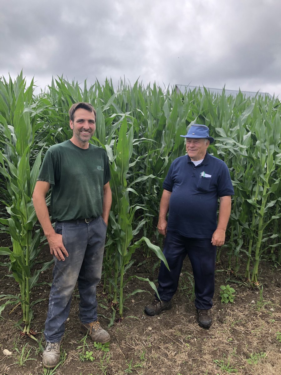 DLFCAN's tweet photo. We are a week late for this post, but check out our #DLFPickseed PS 2333RR in Saint-Hénédine QC! 🌽

#seedsandscience #corn20 https://t.co/7G9ejh65ay