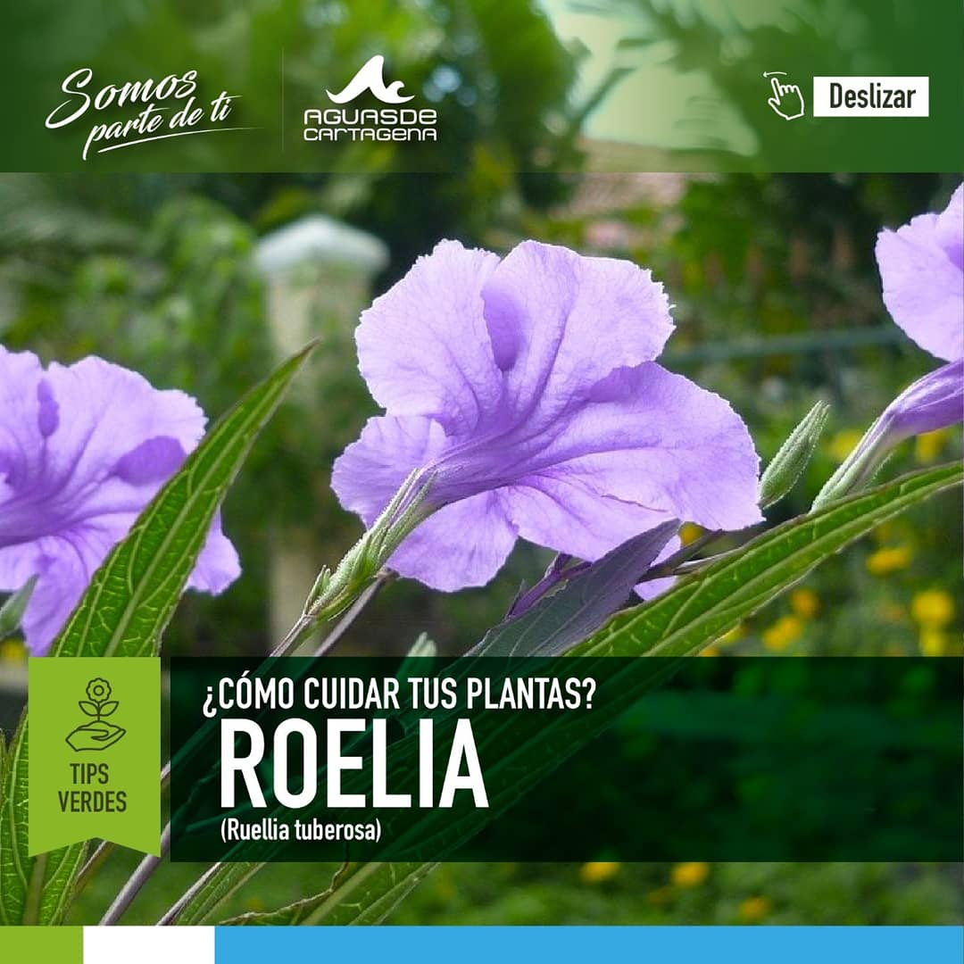 Acuacar's tweet photo. #TipsVerde
Hoy compartimos contigo estos tips para el cuidado de esta hermosa planta, #Roelia.
#SomosParteDeTI #Acuacar https://t.co/ArviS5cYdB