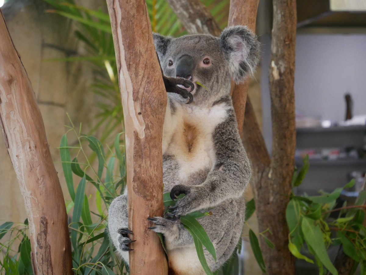 Luc Serplet (@lucserplet) on Twitter photo 