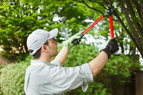 #Treetrimming service helps in improving the aesthetics and the #tree structure in the #landscape. Now, it’s no more a DIY task! You can get professional assistance from us. Know about us hialeahtreeservice.com
#treeremoval #landscaping #treework #arborist #treecare #treeservice