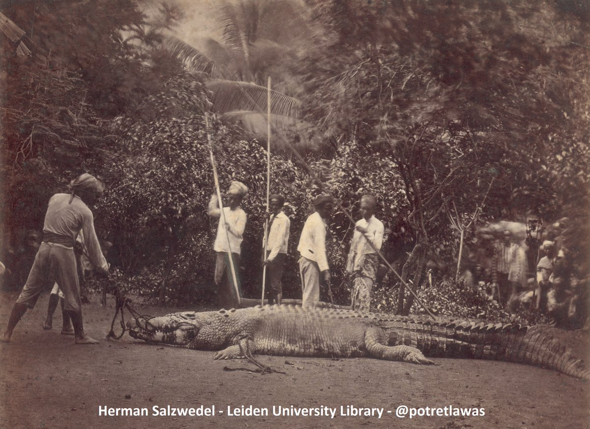 Seekor buaya besar ditangkap di sekitar Wonokromo, Surabaya circa 1879-80.

Hingga awal abad 20, binatang ini masih kerap didapati di sungai-sungai di Surabaya. Bahkan, ada masa keluar himbauan tidak mandi di kali karena buaya berkeliaran.