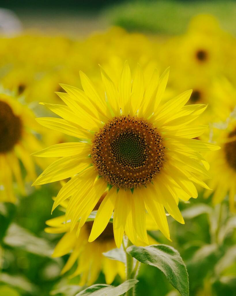 DL650XT's tweet photo. #ひまわり
・
やっぱり寒いよりは暑い夏が好き
.
#light_nikon 
#nikond5600 
#sigmalens 
#黄色い花 
#夏の花
#花
#flowers 
#nature
#flower
#sunflower 
#向日葵
#ひまわり畑
#コロナに負けるな 
#好きっちゃ北九州 
#happiness
#私の中の小さな世界 https://t.co/tADsF2RVbg https://t.co/MqjqVPDPUH