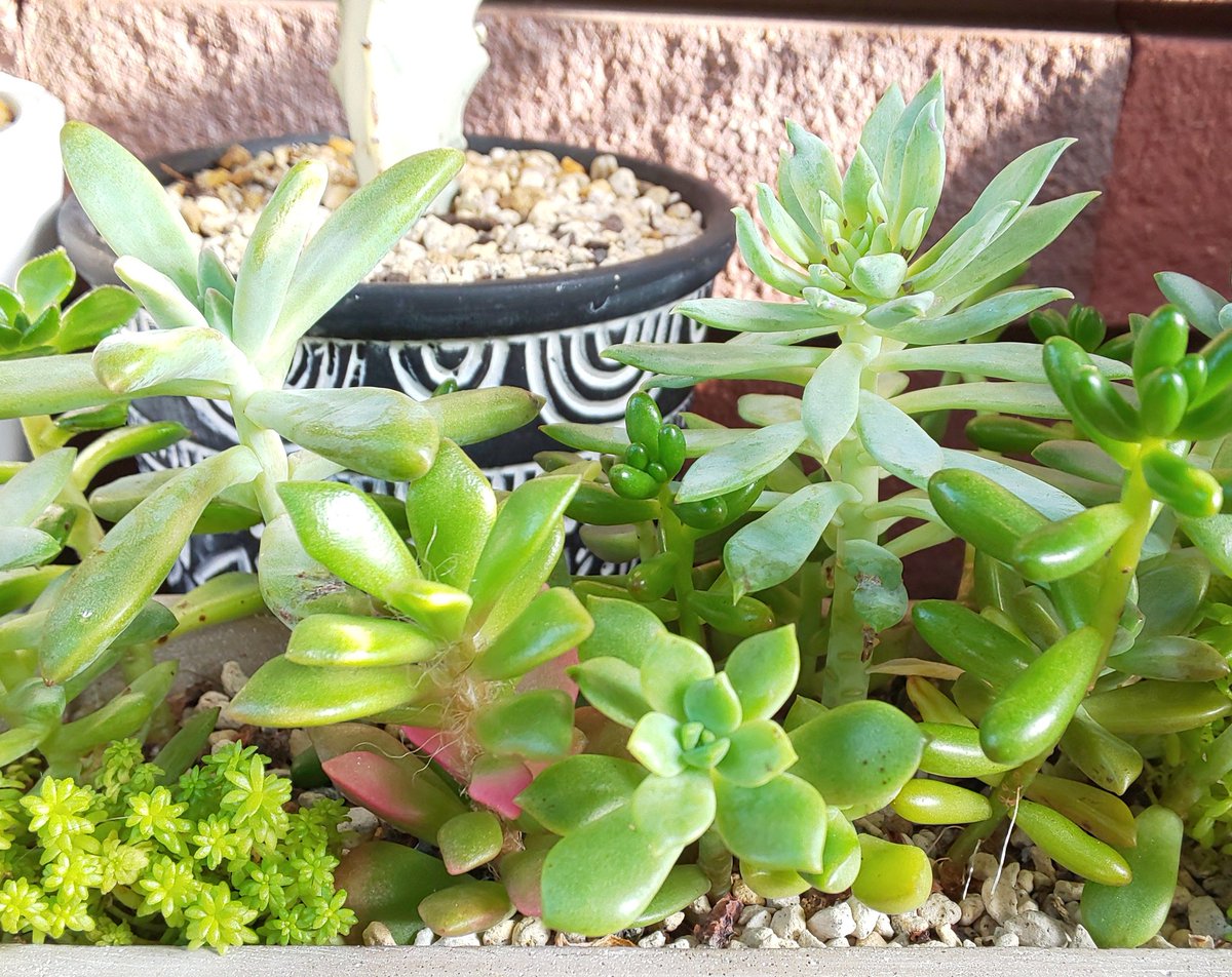 Momota 結局長い梅雨 が明けてみると 可愛い系では 放置気味だった寄植えが 一番元気に残ってる どなたか 焼けちゃったエケはもうどうしようもないですよね 巨大化 徒長した デザートローズやカランコエや ピーチブリデは エケ扱いで