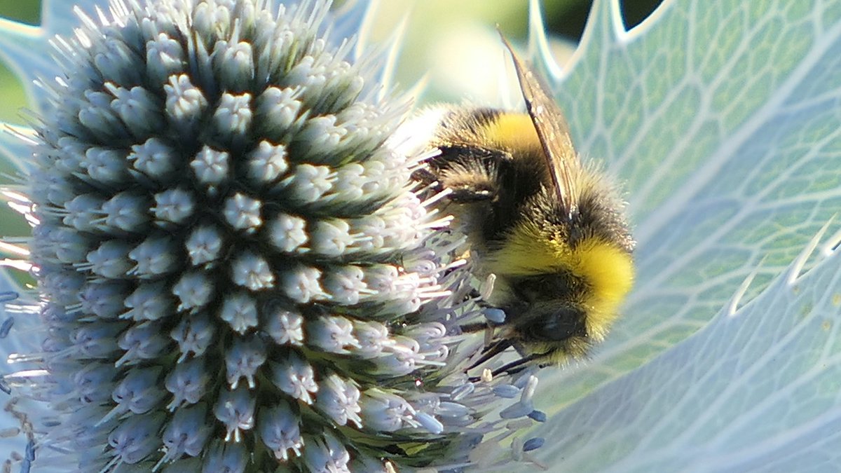 Eryngium giganteum 'Silver Ghost', and visitor.