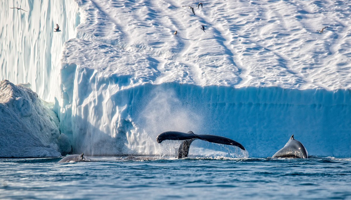 Adventure Canada tweet media