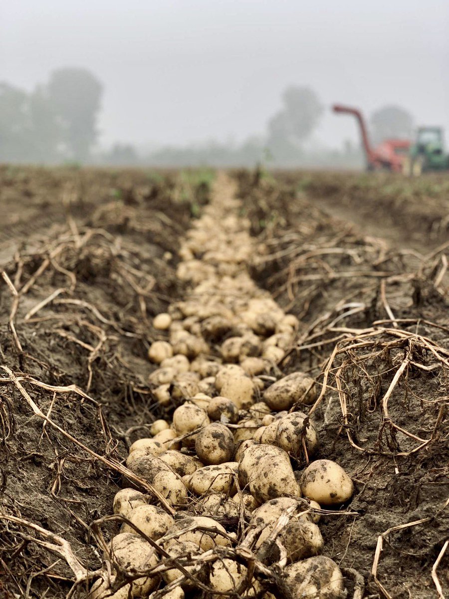 Ah, such a beautiful sight. New Ontario potatoes available now! #harvest20 #lovelocal #loveontfood #ontariopotatoes #freshfromthefarm #ontag