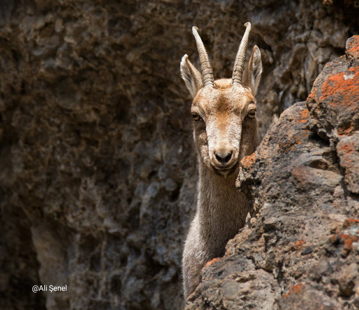 Bir yaban keçisi ile 10m'den göz göze gelmek. Hem de kamufle değilken. Tunceli'de av çok olmadığı için keçiler insanlardan çok korkmuyor. Kayanın arkasından ürkek ama merakla nasıl da bakıyor... Güvenmek, yaşamak istiyor. Tetiğe değil deklanşöre bas. #oldurme #olumsuzlestir