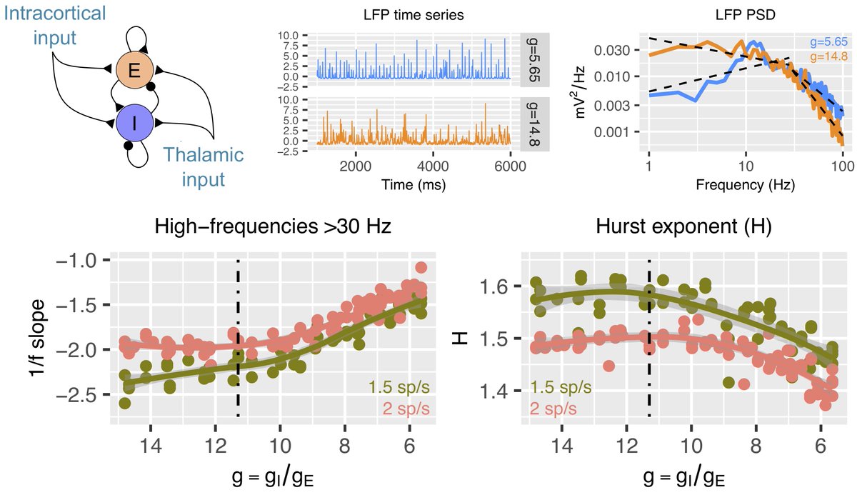 Using a recurrent network model of interacting E and I populations, we simulated LFP and BOLD data and examined if 1/f slope and the Hurst exponent (H) change with synaptic E:I ratio in the model. They do. 1/f slope flattens and H gets smaller with increased E relative to I.