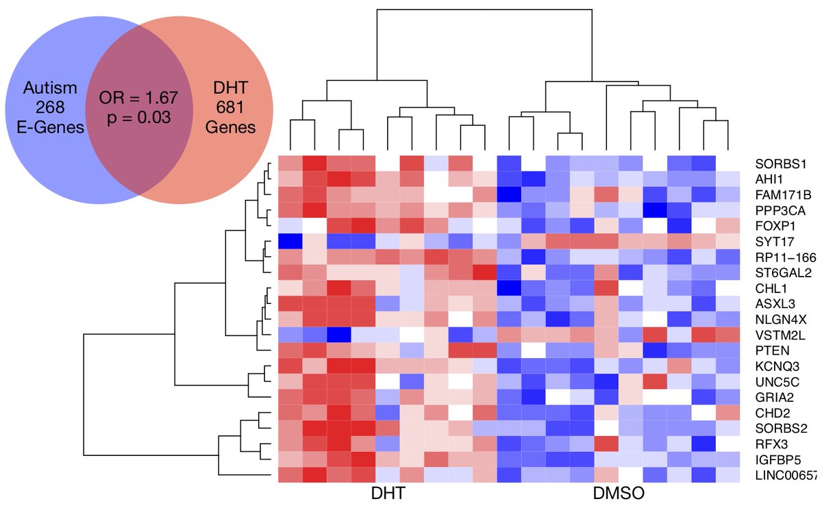 To get a better sense of how enhanced excitation might affect the autistic brain in a sex-specific manner, we found that autism-relevant genes that affect excitatory neurons are enriched for genes that are differentially expressed after treatment with a potent androgen, DHT.