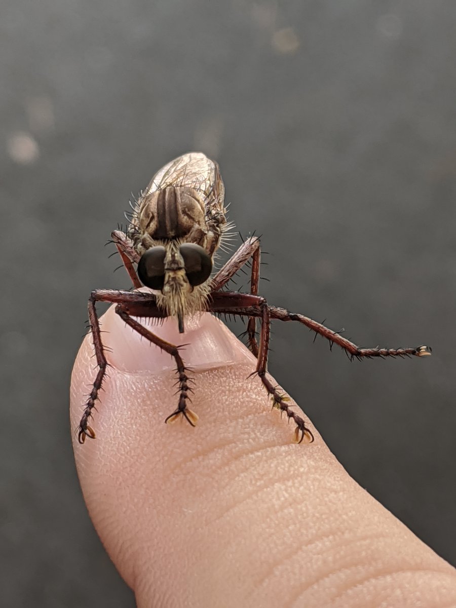 @Bertonemyia @biologicalLeigh Funny you would ask. It was an unusually cooperative robber fly (#Diptera: #Asilidae). Anyone know the species? @BioInFocus #Florida #UFBugs #FlyTwitter