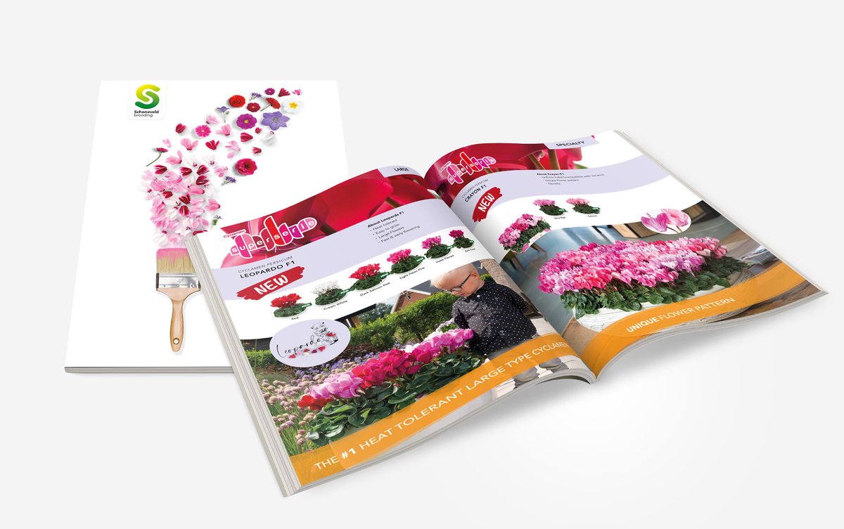 Schoneveld Breeding tweet media