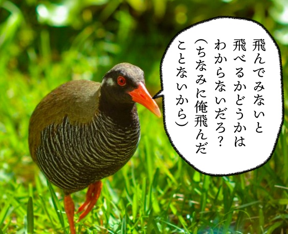 Saito Ukyo つまり ヤンバルクイナ さんのこちらの主張は正当かどうかということなのですが 妄想生き物紀行 ホテル暴風雨 妄想旅ラジオ T Co 5mljgjxant Twitter Saito Ukyo つまり ヤンバルクイナ さんのこちらの主張は正当かどうかということなのですが 妄想生き物紀行 ホテル暴風雨 妄想旅ラジオ T Co 5mljgjxant Twitter