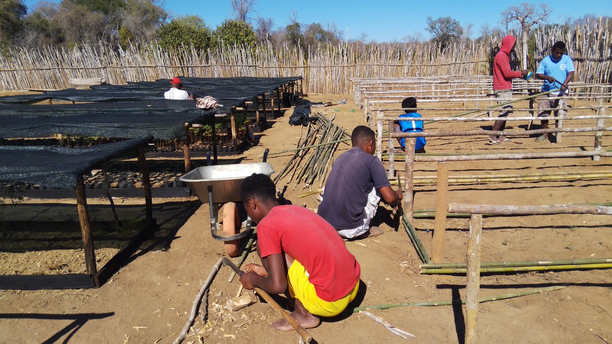 Jayah_Jacket's tweet photo. In collaboration with the young #FOSA_association, the team is active to advance the restoration project of the #Menabe_Antimena_Protected_Area #Morondava #Menabe_Region, financed by #USAID/Mikajy @TeamKMCC https://t.co/wAP0GxWWjv