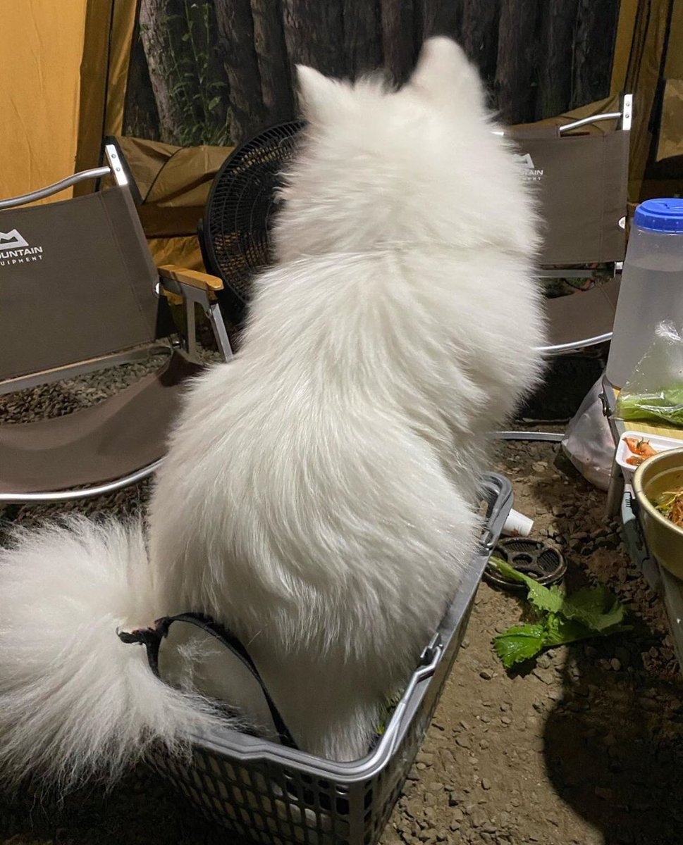 akiterudactyl's tweet photo. She sulky. Look at me, baby. 🥺 https://t.co/gPMrKRe8Ju