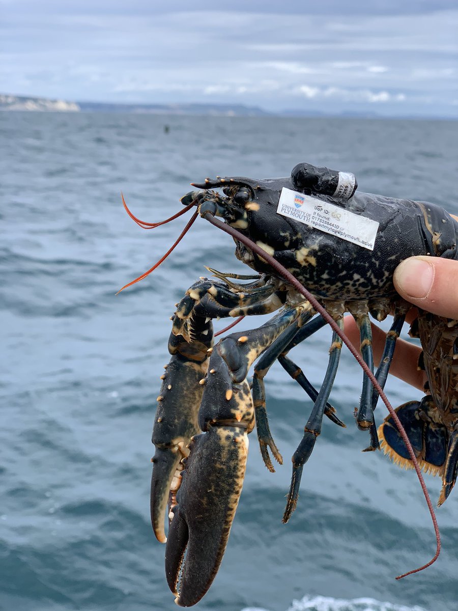 AdamLikesTheSea's tweet photo. Project ROPE is live! First critters tagged &amp; given a royal send off 🦀🦞 ROPE looks at how mobile commercial species interact with an @OffshoreShell mussel farm using acoustic telemetry @Dr_Emma_Sheehan @ThomasStamp @Dr_Luke_Holmes @SJ_Pittman1 @EU_MARE @LymeBayReserve @PlymUni https://t.co/ThKqz32ud7