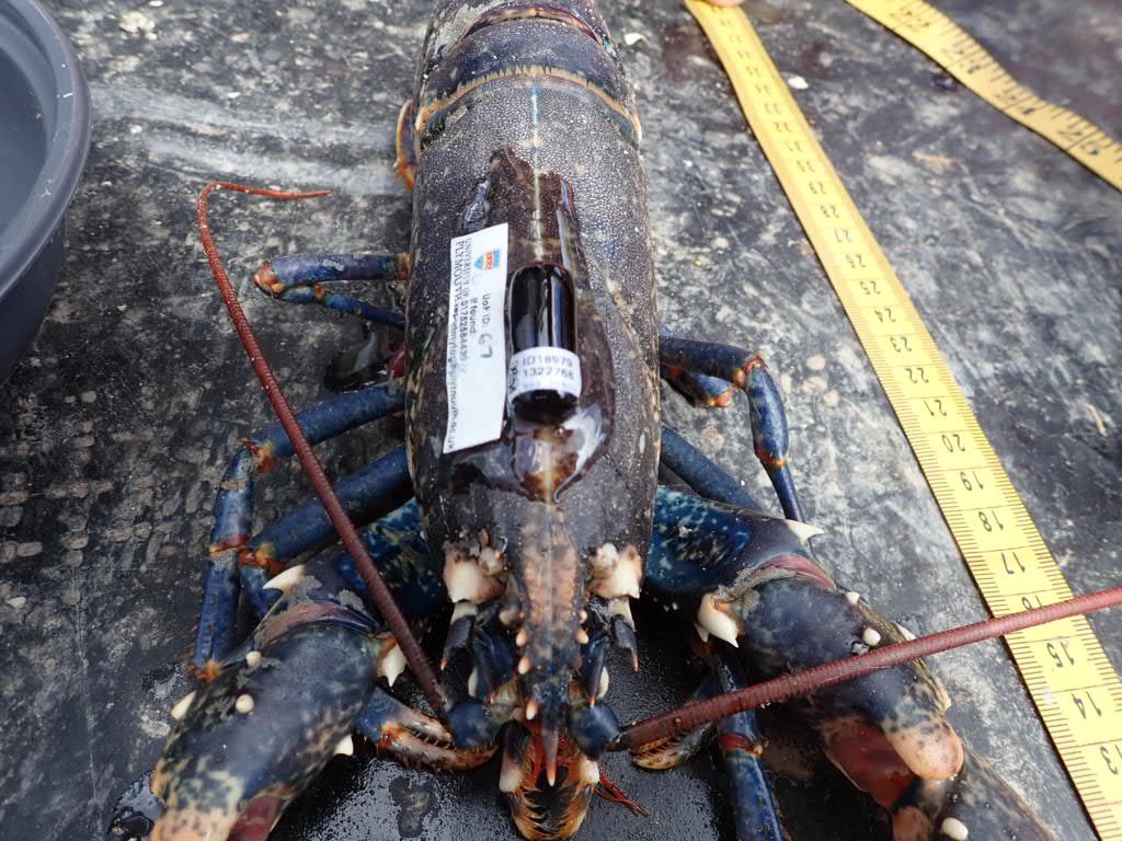 Dr Adam Rees (@adamlikesthesea) on Twitter photo Project ROPE is live! First critters tagged & given a royal send off 🦀🦞 ROPE looks at how mobile commercial species interact with an <a href="/OffshoreShell/">Offshore Shellfish</a> mussel farm using acoustic telemetry <a href="/Dr_Emma_Sheehan/">Emma Sheehan</a> <a href="/ThomasStamp/">Dr Thomas Stamp</a> <a href="/Dr_Luke_Holmes/">Luke Holmes</a> <a href="/SJ_Pittman1/">Dr Simon J Pittman (he/him)</a> <a href="/EU_MARE/">EU Maritime & Fish</a> <a href="/LymeBayReserve/">Lyme Bay Reserve</a> <a href="/PlymUni/">University of Plymouth</a> Project ROPE is live! First critters tagged & given a royal send off 🦀🦞 ROPE looks at how mobile commercial species interact with an <a href="/OffshoreShell/">Offshore Shellfish</a> mussel farm using acoustic telemetry <a href="/Dr_Emma_Sheehan/">Emma Sheehan</a> <a href="/ThomasStamp/">Dr Thomas Stamp</a> <a href="/Dr_Luke_Holmes/">Luke Holmes</a> <a href="/SJ_Pittman1/">Dr Simon J Pittman (he/him)</a> <a href="/EU_MARE/">EU Maritime & Fish</a> <a href="/LymeBayReserve/">Lyme Bay Reserve</a> <a href="/PlymUni/">University of Plymouth</a>