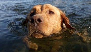 labportugal5's tweet photo. #Labrador #dogs #pets #ilovemydog #cao #dog #love #cachorrofofo #dogsoftwitter #dogfriends #dogsarelove #dogsarefamily #Cachorros #perros #lovedogs #Caes #labs #cutedogs #caesfofos #amocachorro #Portugal #labradorretriever #lovepets https://t.co/amSiXkQuCm